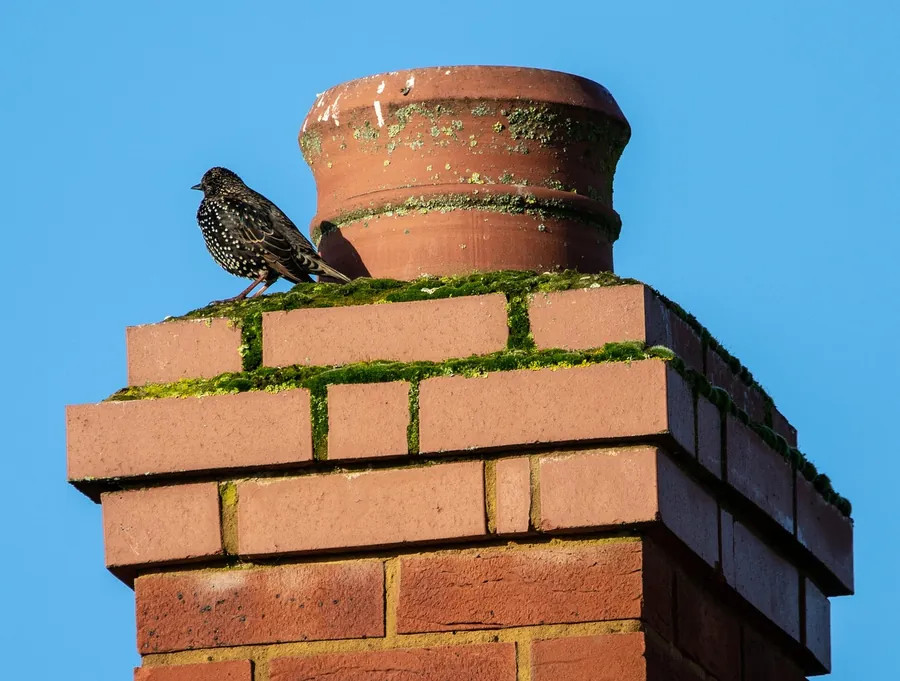 Brick chimney stack with moss growing along the mortar joints and a starling perched beside the clay pot