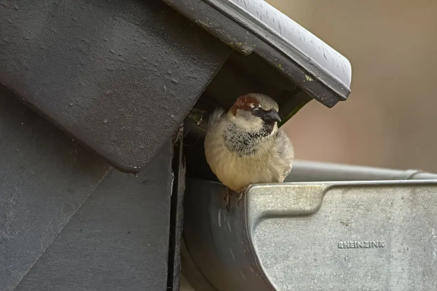 House sparrow sheltering under roof tiles at the eaves above a metal gutter, the gap where roof ventilation should flow