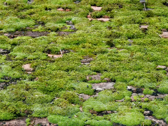 Thick cushions of moss spreading across an old clay tiled roof
